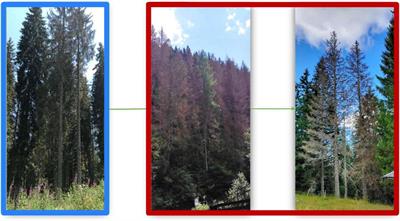 Drone-based early detection of bark beetle infested spruce trees differs in endemic and epidemic populations